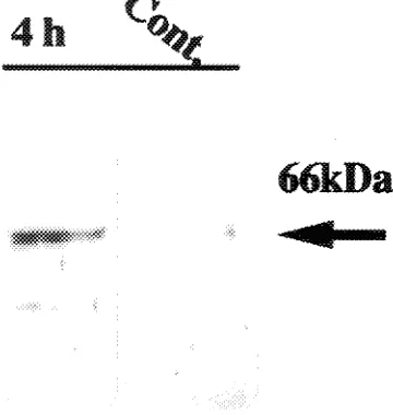 Figure 7. Western blot analysis of boiling-stable proteins from water-stressed aspen shoots, using polyclonal antibodies against neum protein) extracted from shoots that wilted to 60% of their initial freshC