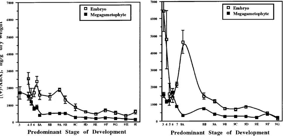 Figure 2. Abscisic acid concentrations of embryos and megagametophyte from UC (left) and WV (right) mother trees during development fromStage 3 to cone ripening (June--October 1992)
