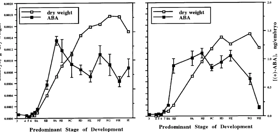 Figure 3. Abscisic acid content versus dry weight accumulation in embryos from UC (left) and WV (right) mother trees during development fromStage 3 to cone ripening (June--October 1992).