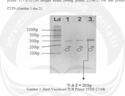 Gambar 3. Hasil Visualisasi PCR Primer 2550F/2718R 