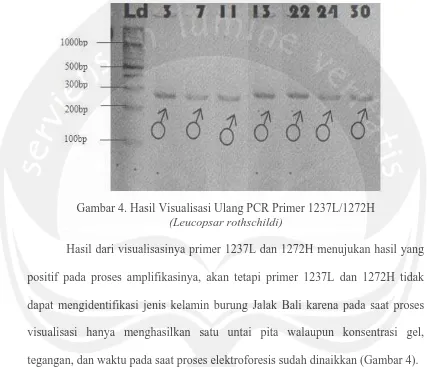 Gambar 4. Hasil Visualisasi Ulang PCR Primer 1237L/1272H  (Leucopsar rothschildi) 