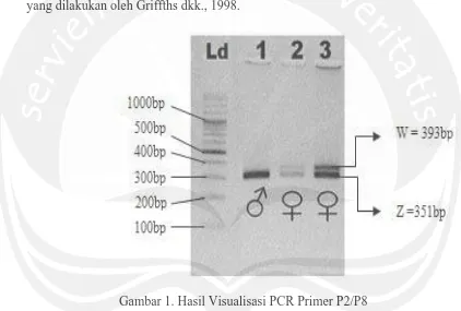Gambar 1. Hasil Visualisasi PCR Primer P2/P8  