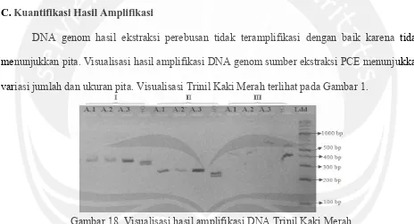 Gambar 18. Visualisasi hasil amplifikasi DNA Trinil Kaki Merah 
