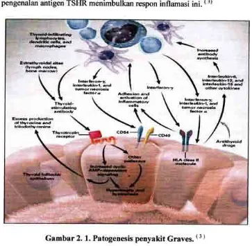 Gambar 2. 1. Patogenesis penyakit Graves. ( 3 )