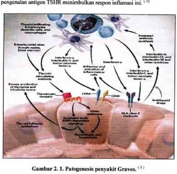 Gambar 2. 1. Patogenesis penyakit Graves. ( 3 )