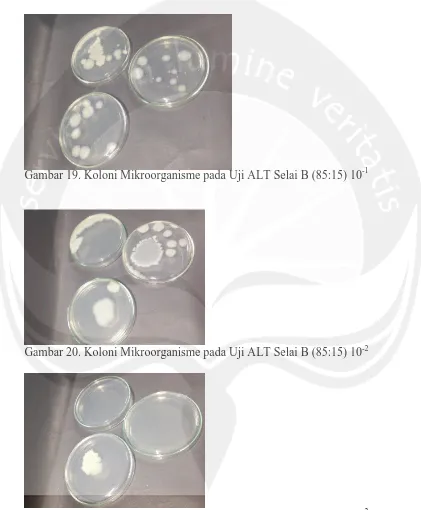 Gambar 20. Koloni Mikroorganisme pada Uji ALT Selai B (85:15) 10 -2  