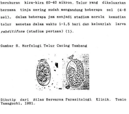 Gambar 6. Morfologi Telur Caeing Tanban€