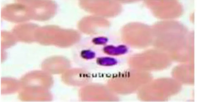 Gambar 2.1 Neutrofil (Barbara, 2014) 