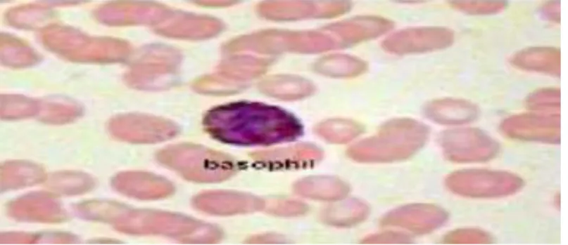 Gambar 2.3 Basofil (Barbara, 2014) 