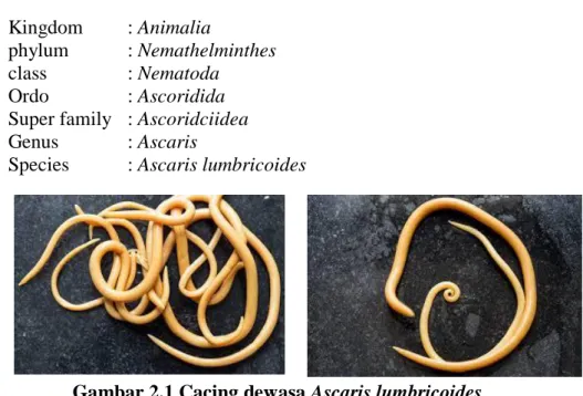 Gambar 2.1 Cacing dewasa Ascaris lumbricoides  (sumber : muslim 2015) 