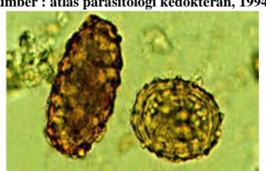 Gambar 2.3 Telur Ascaris lumbricoides unfertile &amp; fertile  (Sumber : atlas parasitologi kedokteran, 1994) 
