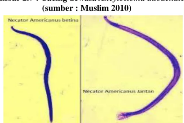 Gambar 2.8 : Cacing dewasa Necator americanus  (sumber : Muslim 2010) 