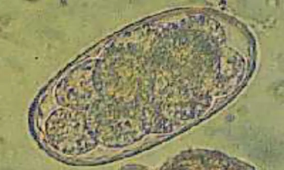 Gambar 2.12 : Telur Strongyloides stercoralis  (sumber : Onggowaluyo : 2000) 