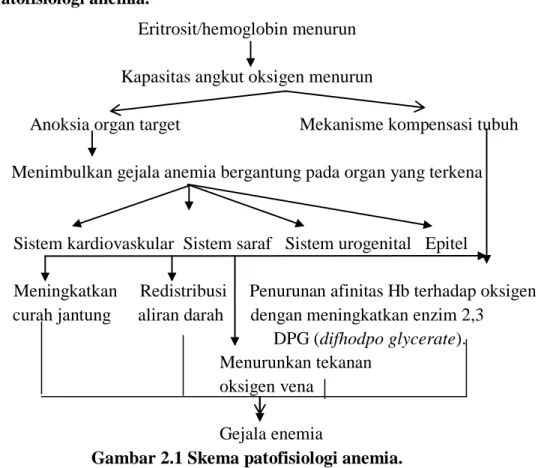 Gambar 2.1 Skema patofisiologi anemia. 