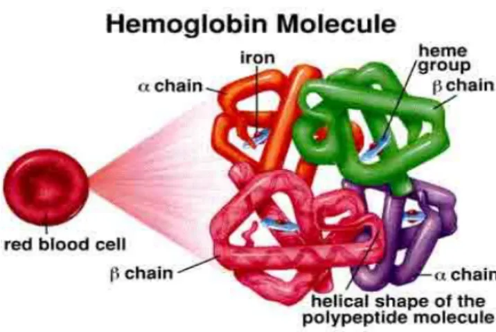 Gambar 2.3 Struktur Hemoglobin 