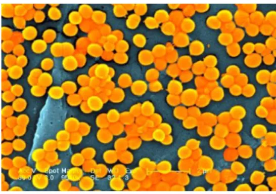 Gambar 1. Bakteri Staphylococcus aureus 