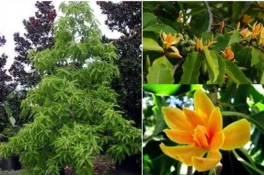 Gambar 2. Pohon dan bunga cempaka kuning  2.2.2 Metabolit Sekunder 