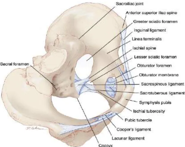 Gambar  1.  Pelvis  wanita.  Tulang-tulang  pelvis  (tulang  inominata,  sakrum,  dan koksigeus), sendi-sendi, ligamen-ligamen serta foramina