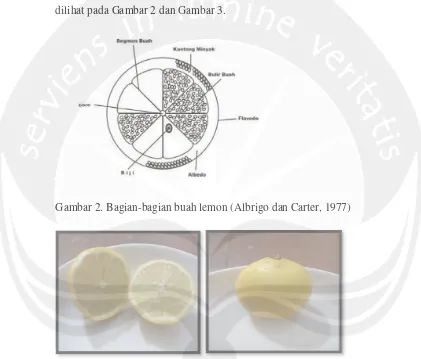 Gambar 2. Bagian-bagian buah lemon (Albrigo dan Carter, 1977) 