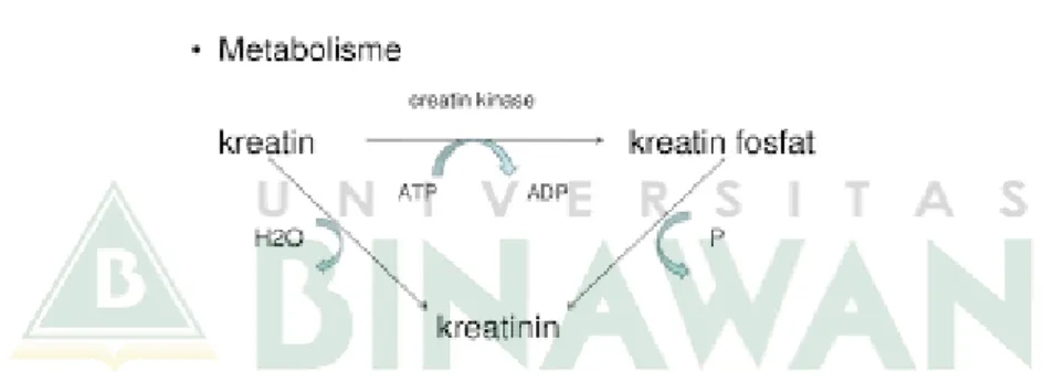 Gambar 2. 1 Metabolisme Kreatinin 34