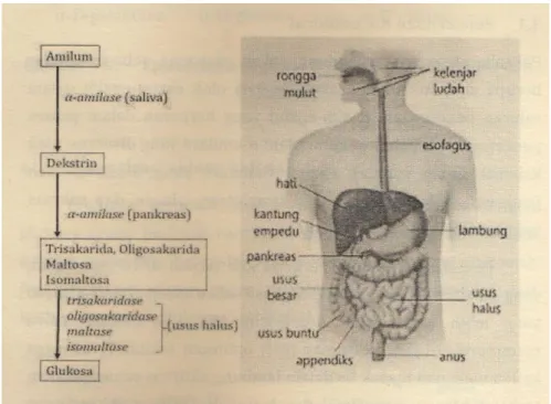 Gambar 1. Proses Pencernaan Amilum di Organ Pencernaan  (30)