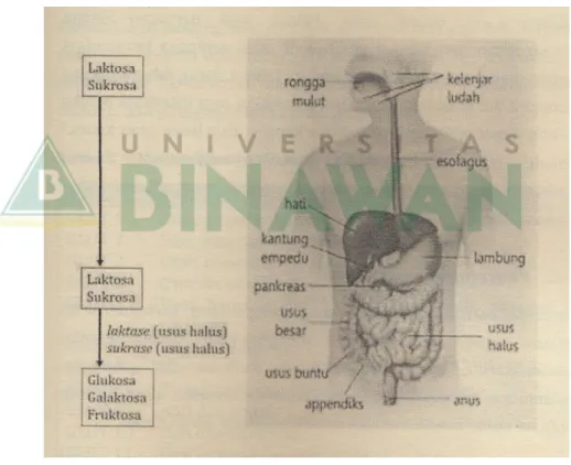 Gambar 2. Proses Pencernaan Laktosa dan Sukrosa   di Organ Pencernaan  (30)