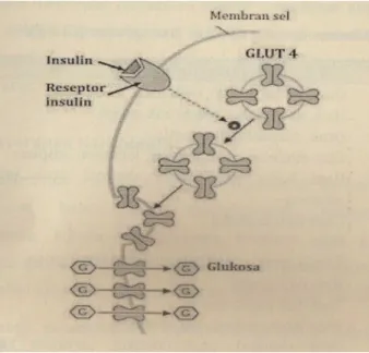 Gambar 3. Proses Stimulasi GLUT 4 oleh Hormon Insulin  (30)