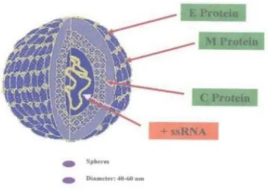 Gambar 2. Virus demam berdarah dengue  4