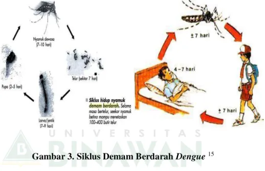 Gambar 3. Siklus Demam Berdarah Dengue  15   