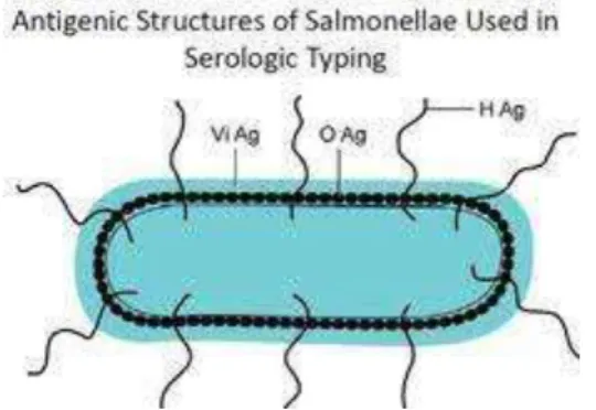 Gambar 2. Antigen Bakteri Salmonella typhi  (9) 