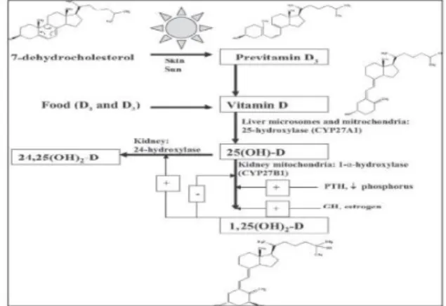 Gambar 2. 1 Pembentukan Vitamin D (7)