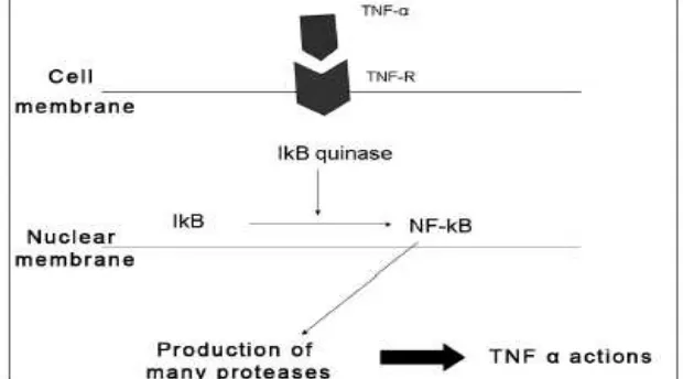 Gambar 2.3. Kerja TNF-α di dalam sel. Setelah berikatan dengan reseptornya, TNF-α 