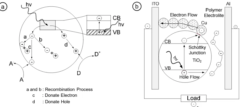 Figure 1 (a) Photoexcitation process on TiO2 surface and (b) Design of solar cells. 
