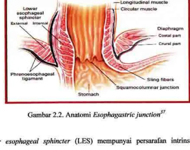 Gambar 2.2- Anatonei Esaphngastric junction37