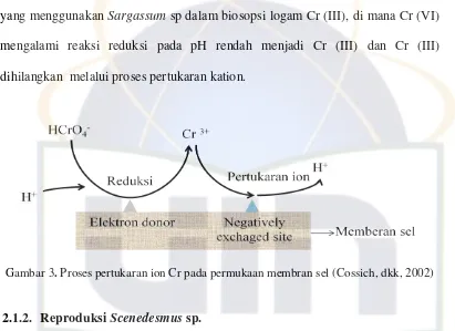 Gambar 3. Proses pertukaran ion Cr pada permukaan membran sel (Cossich, dkk, 2002) 