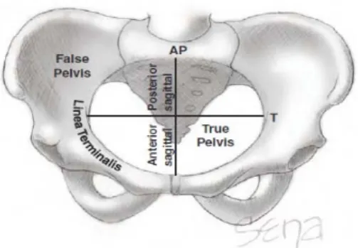 Gambar 1 Gambaran Anteroposterior Panggul Normal Wanita  Dewasa. 