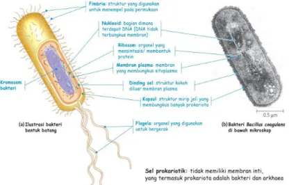 Gambar 2.8 struktur sel prokariotik 