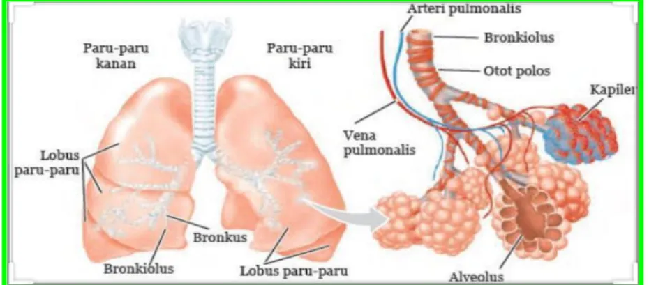 Gambar 2.7 Struktur Organ Bronkus Bronkiolus, dan Alveolus  Sumber : Shier et al. 2012 