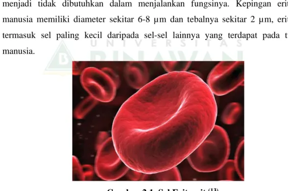 Gambar 2.1. Sel Eritrosit  (13) 2.  Leukosit  