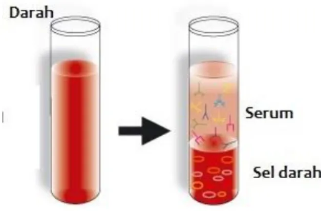 Gambar 2.6. serum darah (20)