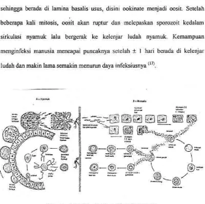 Gambar 2.1 Siklus Ilidup Parasit Malaria