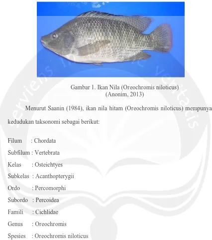 Gambar 1. Ikan Nila (Oreochromis niloticus) (Anonim, 2013) 