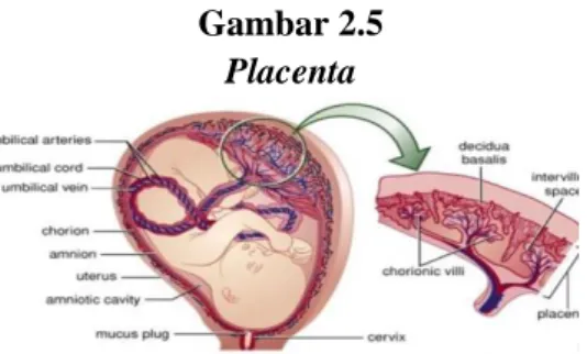 Gambar 2.5   Placenta 