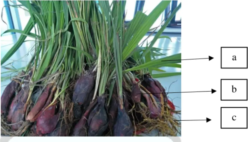 Gambar 2.1 Tumbuhan E. palmifolia : a. Daun; b. Umbi; dan c. Akar   (Dokumentasi Pribadi, 2021) 