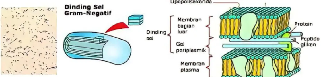 Gambar 2.3 Struktur Dinding Sel Bakteri Gram Negatif (Hamidah et al., 2019)  Klasifikasi  bakteri  E