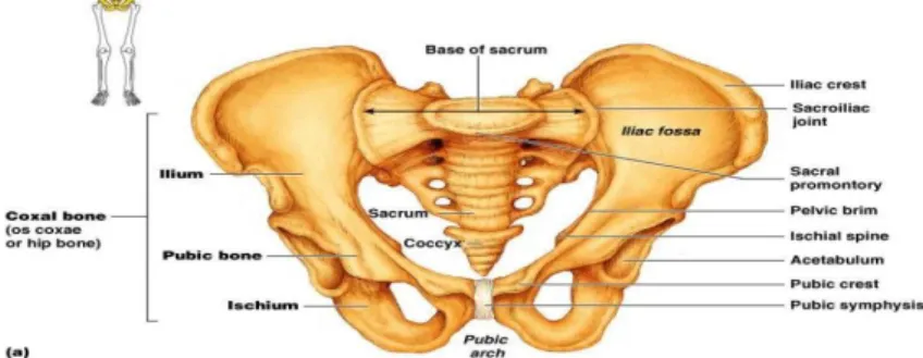 Gambar 2.11 Anatomi Panggul 