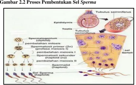 Gambar 2.2 Proses Pembentukan Sel Sperma 