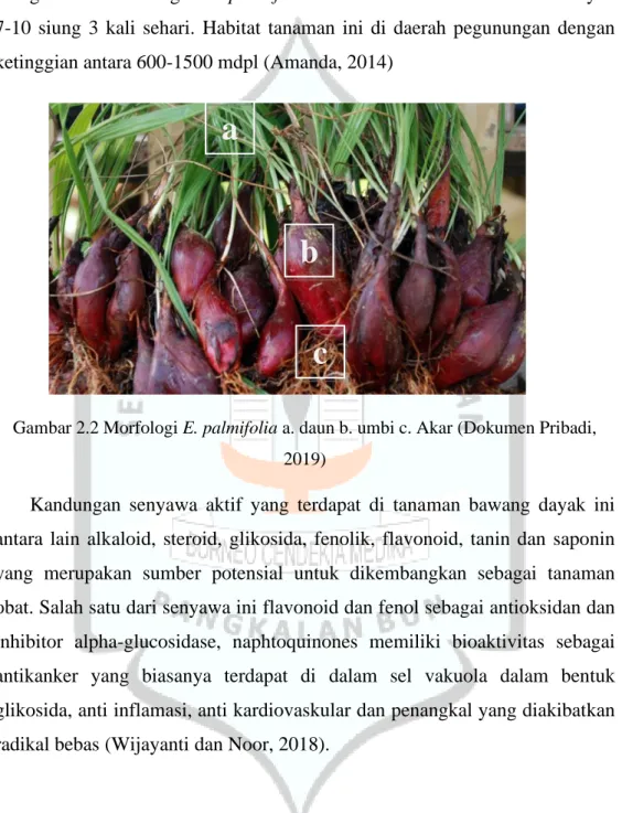 Gambar 2.2 Morfologi E. palmifolia a. daun b. umbi c. Akar (Dokumen Pribadi,  2019) 