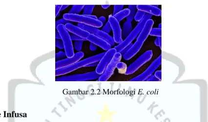 Gambar 2.2 Morfologi E. coli  2.3  Metode Infusa  