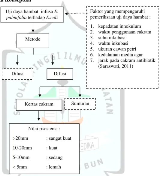 Gambar 3.1 Kerangka konseptual uji daya hambat infusa E. palmifolia terhadap E. coli.  